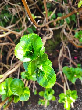plants in the garden, hydrangea