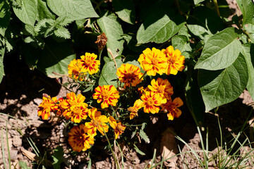 Various disc-shaped flowers.Tagetes patula
