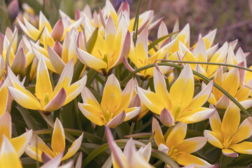 Yellow and white wild forest tulips with green and red leaves and stems. The flowers are full. blurred isolated background.