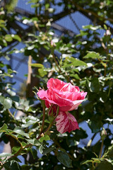 A pink rose flower, on a rose bush