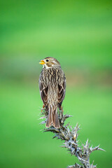 Corn Bunting (Emberiza calandra) perching on thistle