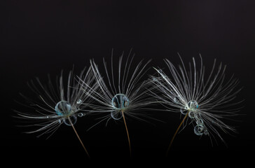 Dandelion flower seed with dew drops close up.