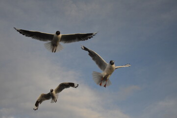 Obraz premium freedom