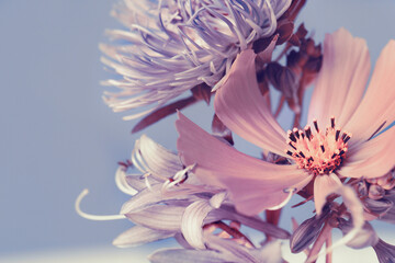 garden flowers, purple bouquet, blue background. Studio photography.