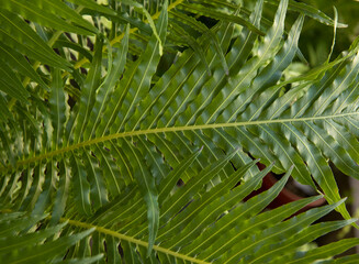 Leaves background and pattern. Closeup view of Blechnum gibbum, also known as miniature tree fern, beautiful frond and leaflets texture and green color.
