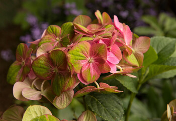 Floral texture and pattern. Exotic flowers. Closeup view of Hortensia Hydrangea macrophylla...