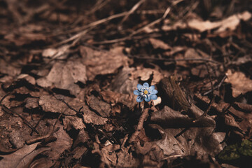 Blue kidneywort