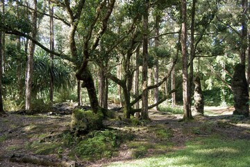 Fototapeta premium rainforest