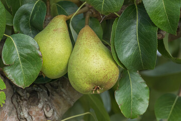 pears on the tree among the green leaves