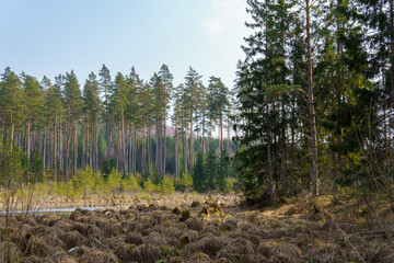 Pine forest
