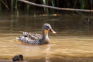 Mallard duck on the Yarkon River in Tel Aviv in an early spring morning. Israel.