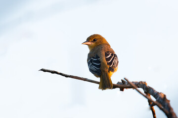 A female American Goldfinch perched on a tree branch in Toronto, Canada