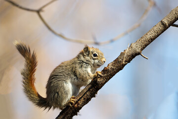 An American red squirrel in a park in Toronto, Canada