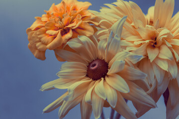 yellow flowers, bouquet on a blue background.