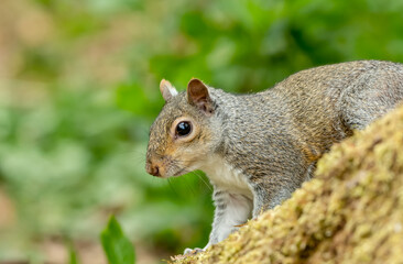Naklejka na ściany i meble Grey Squirrel, scientific name: Sciurus carolinensis. Close up of an alert grey or gray Squirrel, facing down in natural woodland habitat. Clean background. Horizontal. Space for copy.