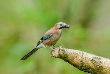 Eurasian Jay in Springtime.  Scientific name: Garrulus Glandarius.  Colourful Jay with peanut in its beak.  Facing right and perched on a branch.  Clean background.  Copy space.  Horizontal.