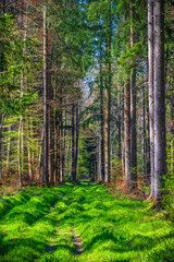 Fototapeta na wymiar Path in the green summer forest. Beautiful nature background concept
