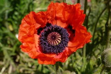 red poppy flower in a field