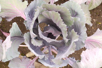 purple cabbage 