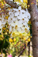 White Rainbow Shower Tree, Cassia Hybrid; Cassia Bakeriana x Cassia Fistula
