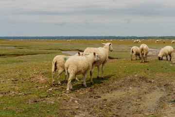 sheep pasture near Mont-Saint-Michel France