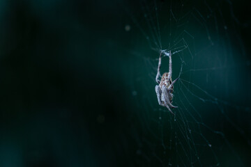 spider in the dark