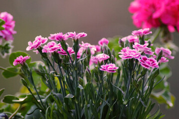 Fototapeta premium pink flowers in spring