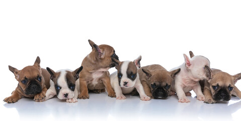 7 french bulldog puppies forming a group and looking to side
