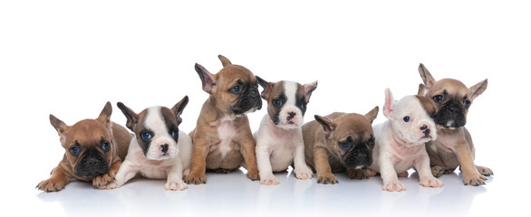 big group of small french bulldog puppies looking to side