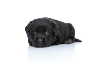 adorable little labrador retriever puppy resting in studio