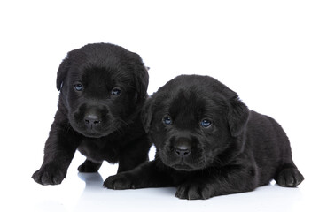 Obraz premium beautiful small labrador retriever puppies posing on white background