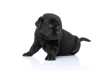 lovely labrador retriever doggy looking to side