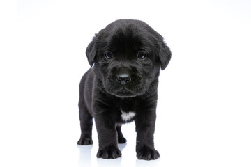 adorable black labrador retriever dog looking away in studio