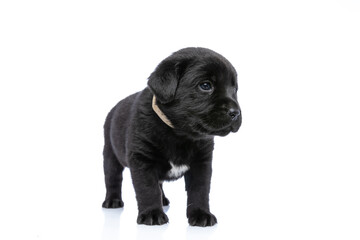 cute little labrador retriever puppy with collar looking to side