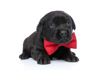 adorable labrador retriever dog wearing red bowtie and looking up side