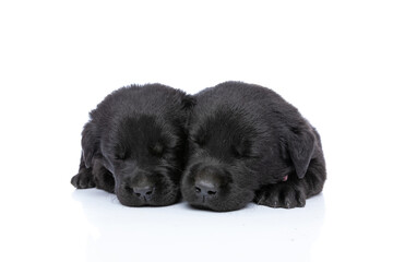 Obraz premium adorable couple of labrador retriever puppies sleeping