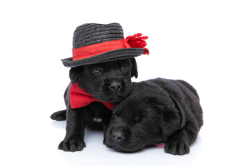 lovely couple of two cute labrador retriever puppies posing together