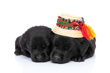 lovely couple of small labrador puppies sleeping together