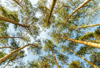 View to the top of the trees from the bottom.