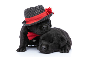 adorable elegant puppy with hat and bowtie laying head on his brother