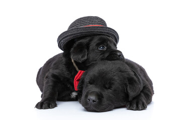 adorable couple of two labrador puppies sleeping and resting