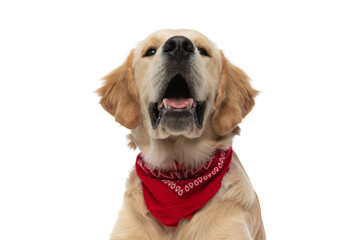 golden retriever dog panting and waring a red bandana