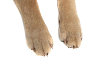 close up on a golden retriever dog's two paws