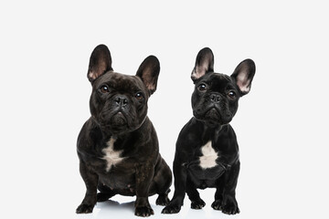 two french bulldog dogs tilting their heads