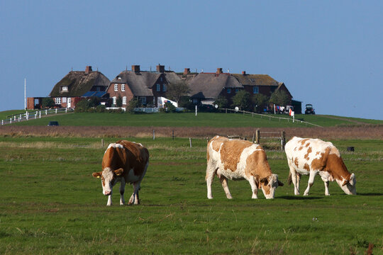 agriculture green fields with dwelling mound in background,  Hallig Hooge, holiday in Germany, Europe