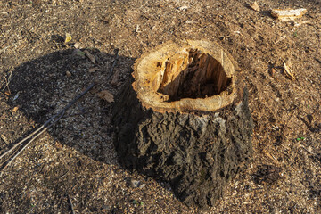 Old oak stump with a hole