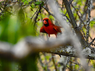 Birds in the Sierra Gorda Biosphere Reserve, Mexico, state of Queretaro. 