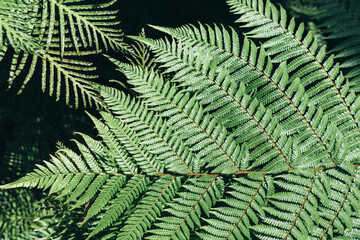 Fototapeta na wymiar Green leaves background. Natural tropical background nature forest jungle foliage.
