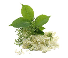 Elder, elderberry plant with young flowers and leaves isolated on white background