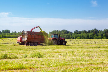Fototapeta premium Hay harvesting in the field. The harvester collects the cut grass in the tractor trailer.